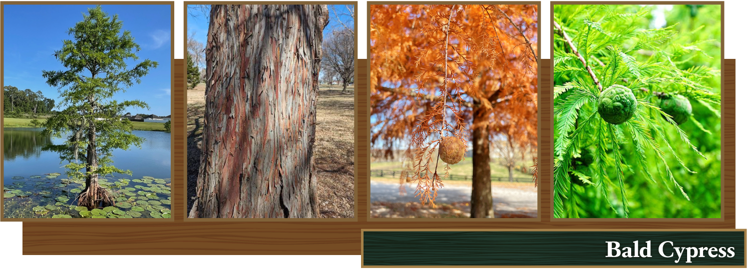 Bald Cypress